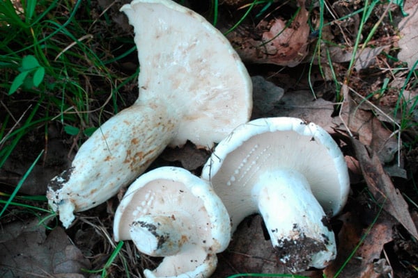 milk mushrooms in the forest