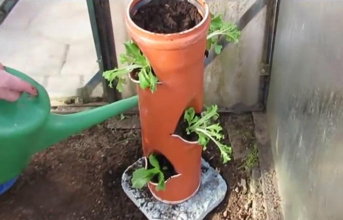 flowerbed with plants 