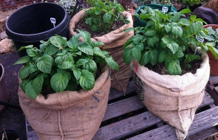 bolsas de verduras 