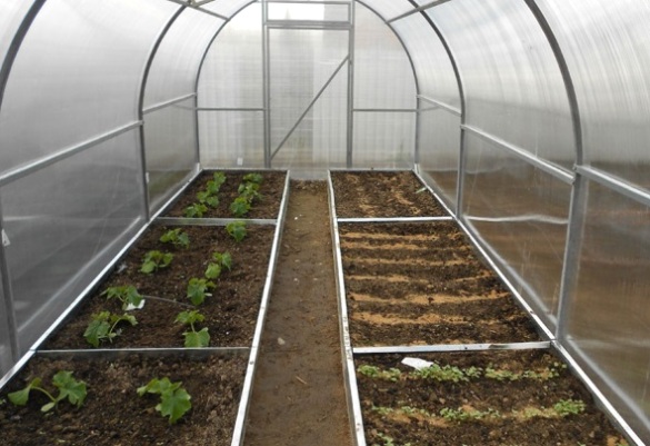 beds of cucumbers in a greenhouse