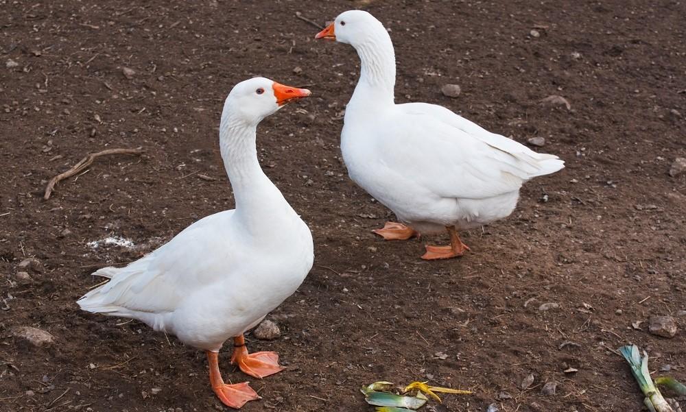 Governor's geese