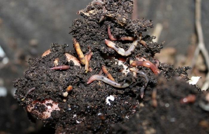 worm in the soil 