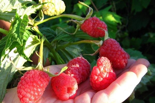 razmnožite maline