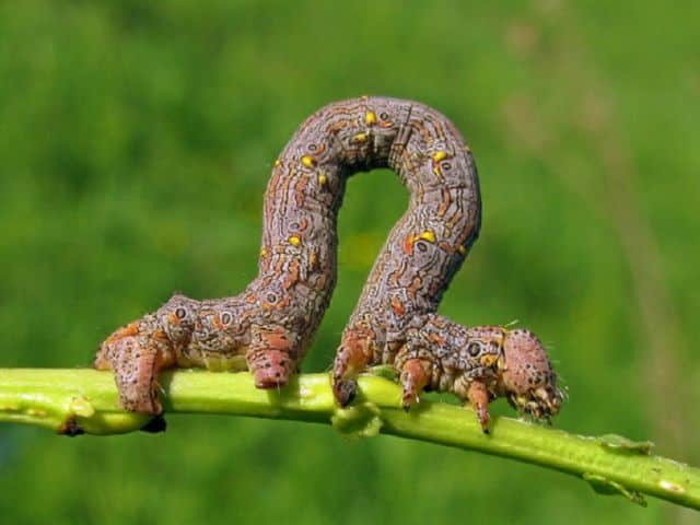 Lagartas de mariposa