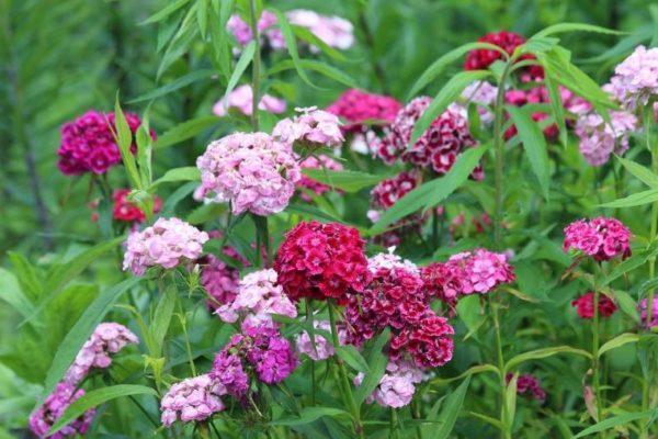 Blumen im Garten 