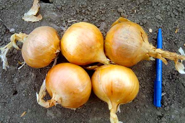 cebollas en el jardin