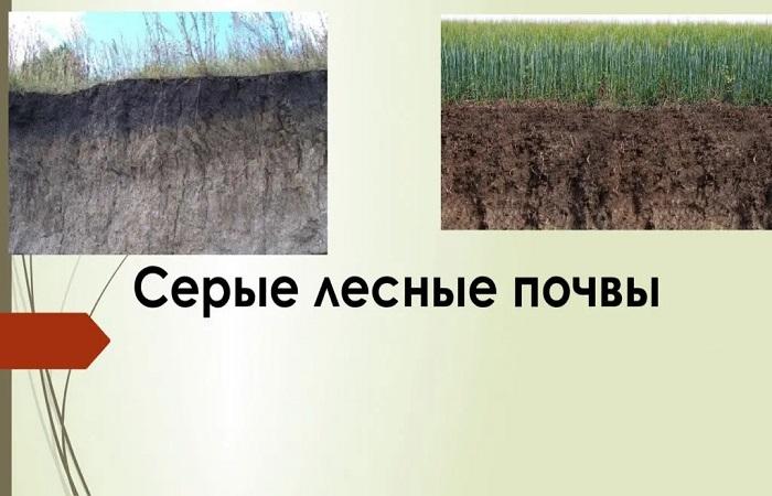 soil comparison 