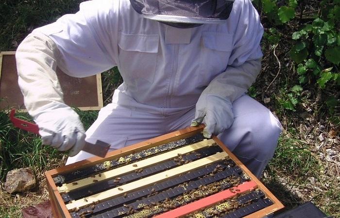včelař u medníku 