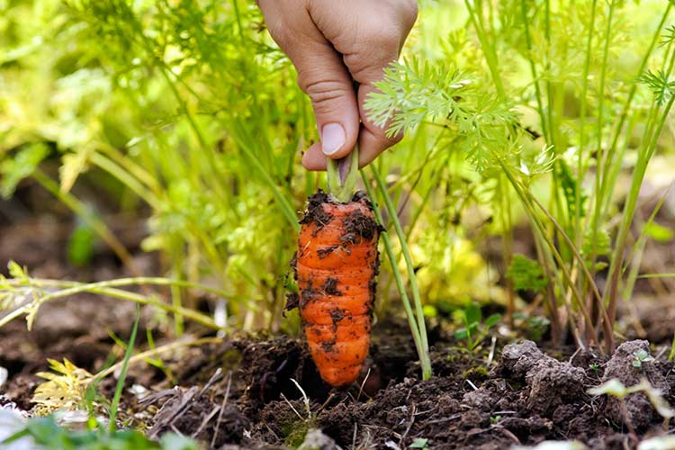 zanahorias en el jardin