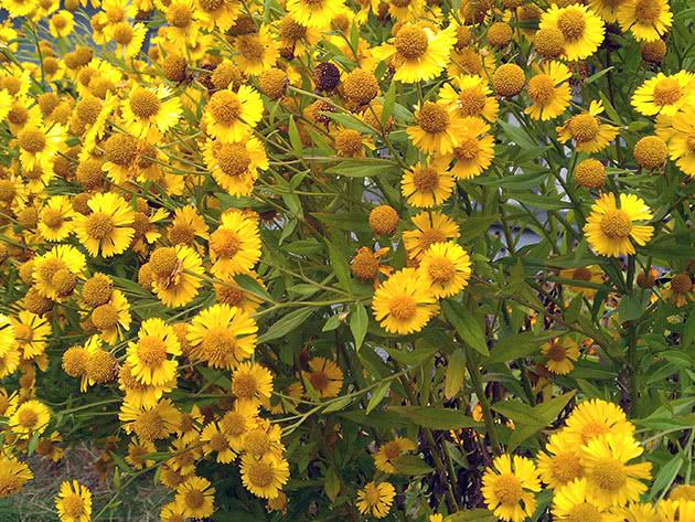 fleurs dans le parterre de fleurs 