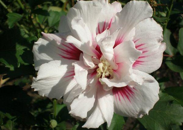 doppelter Hibiskus