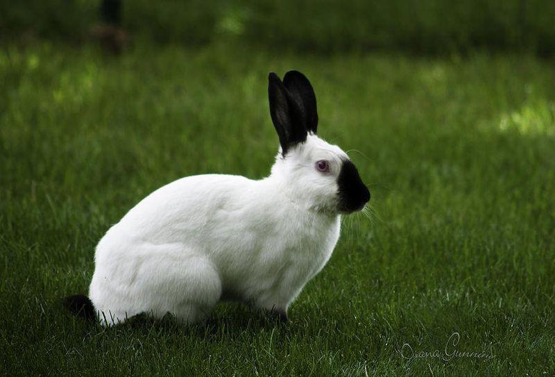 himálajský králík