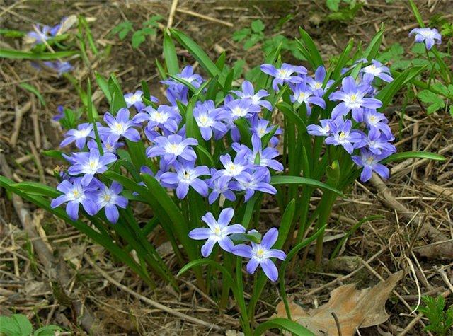 Chionodoxa in het bos 