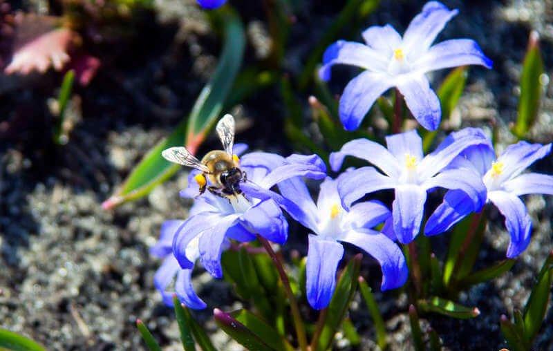 Blumen im Garten 