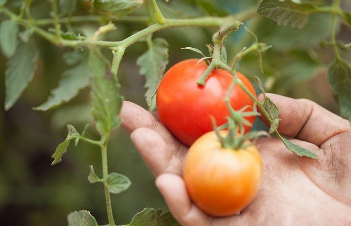 rajčata v rukou 
