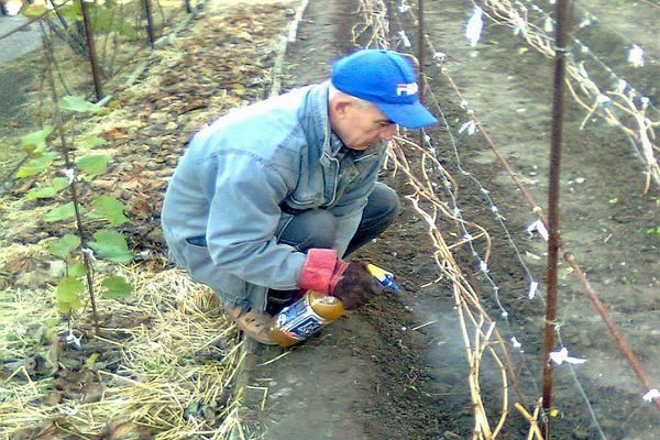 tretman grožđa