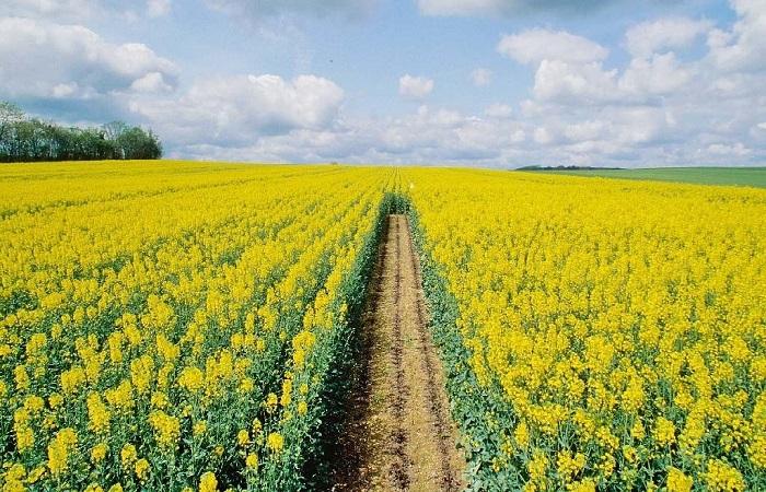 winter rapeseed 