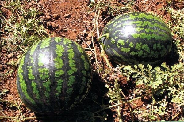 fruit on the ground 