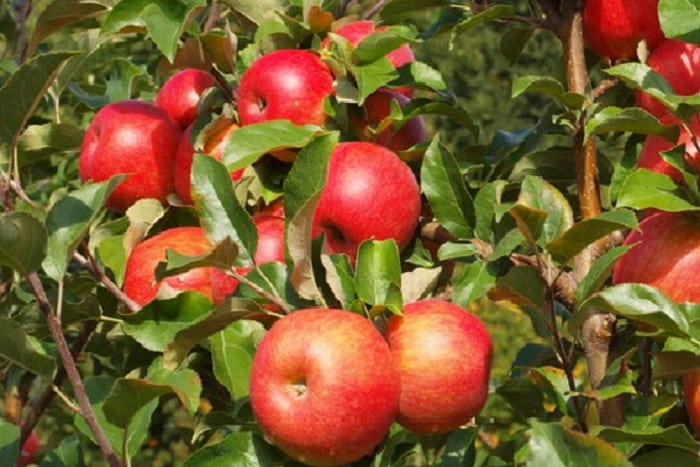 pomme croustillante au miel