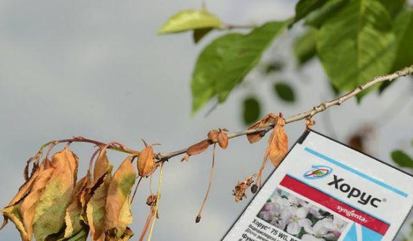  fungicide voor steenvruchten