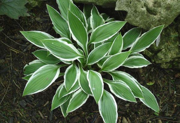 híbrido hosta