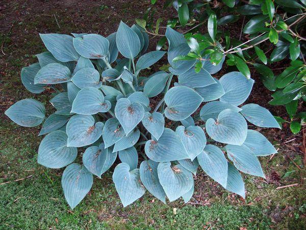 Cadete azul en el jardín.