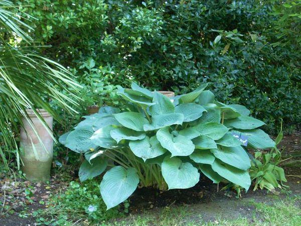 Hosta-Krankheiten 