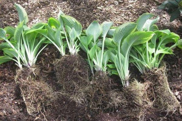 esquejes de hosta