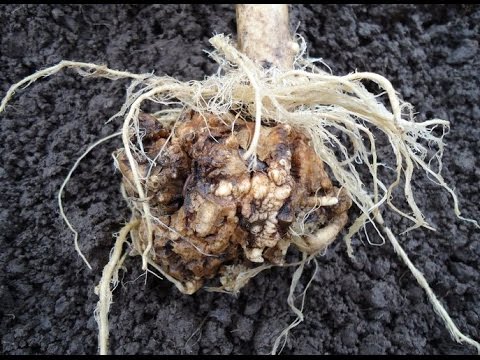 clubroot trên rễ