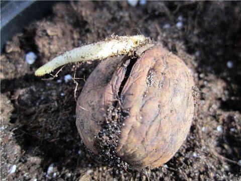 hoe een walnoot te planten