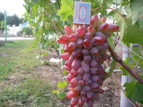 uvas originales