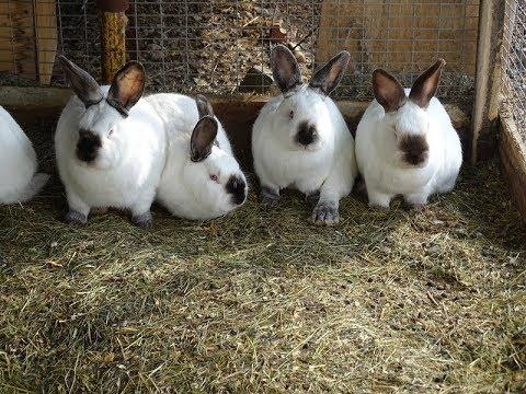 Kalifornisches Kaninchen