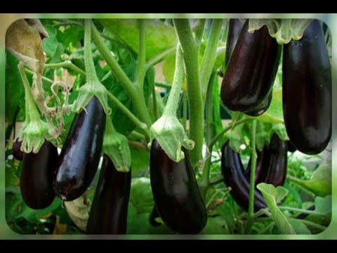 aubergine epos