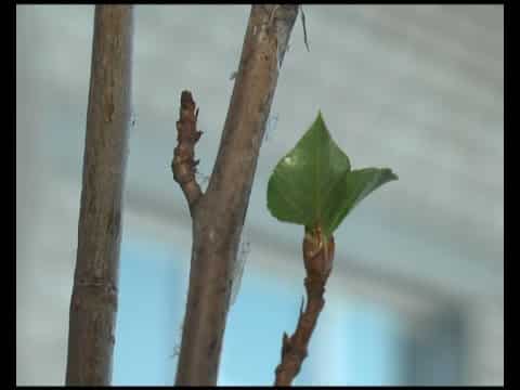 menanam pokok epal dari dahan