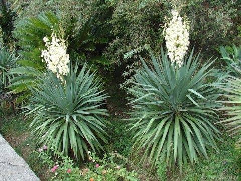 weiße Yuccas