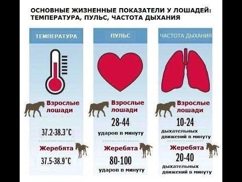 Pferdetemperatur