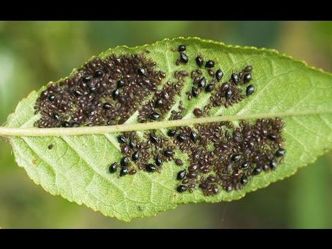 aphids sa seresa