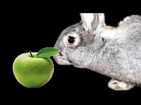 Je možné dávat jablka králíkům?
