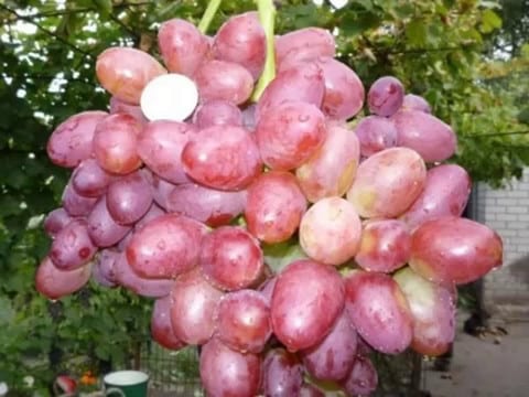 uvas sofía 