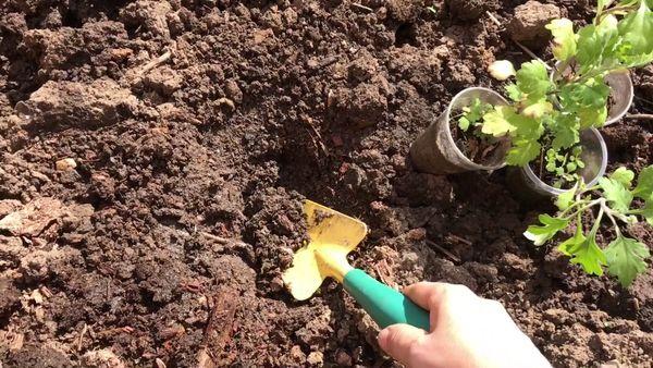 Planter des chrysanthèmes