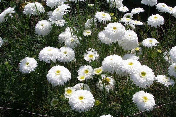 fleurs blanches