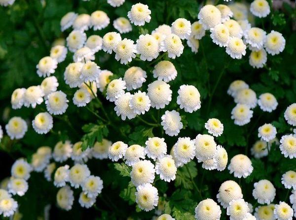 fleurs blanches