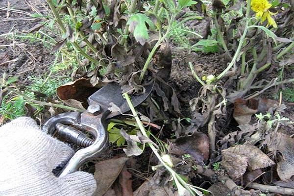 pruning a bush 