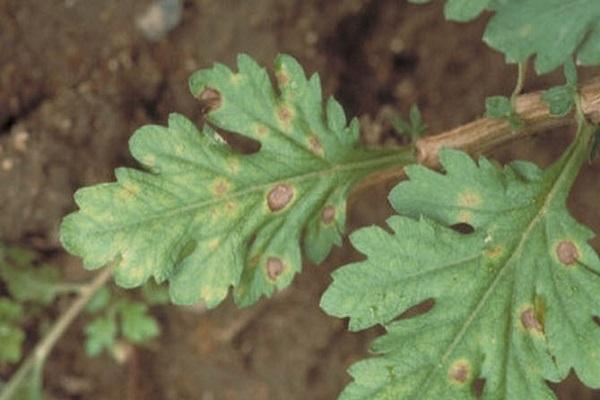 spots on leaves 