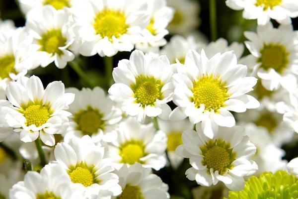 erinnert mich an Gänseblümchen