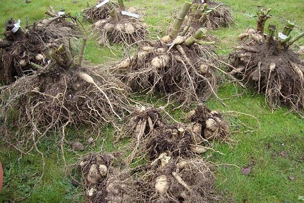 chrysanthemums dug up 