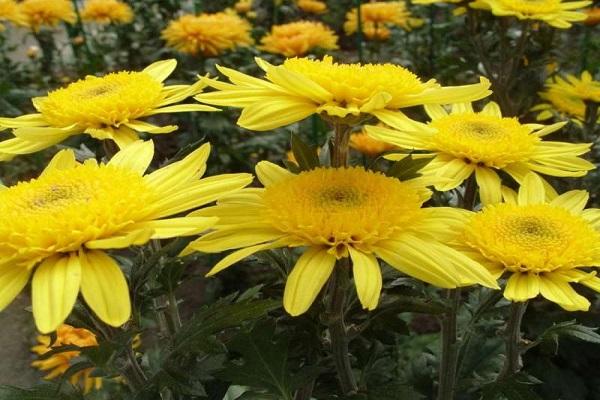 yellow chrysanthemums 