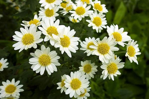 chamomile chrysanthemum