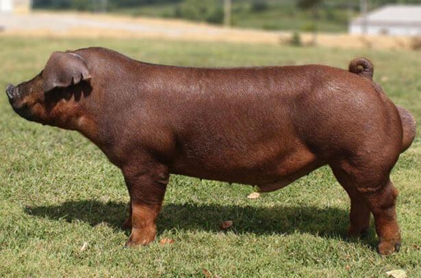 Duroc breed