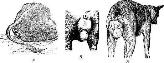 uterine prolapse in a goat